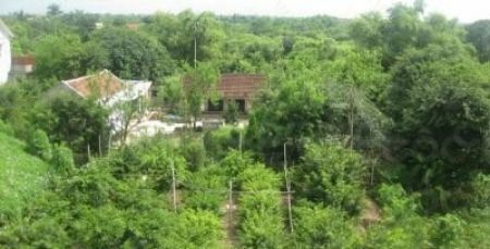 Ảnh của Du lịch làng vườn Bách Thuận độc đáo ở Thái Bình